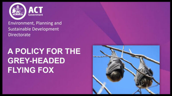 A discussion paper on a policy for the grey-headed flying fox