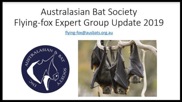A discussion paper on Australasian Bat Society Flying-fox Expert Group Update 2019