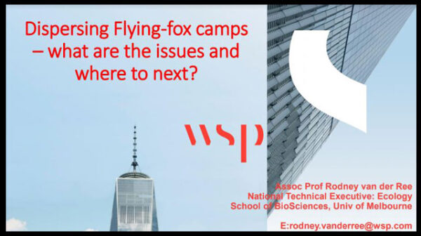 A discussion paper on Dispersing Flying-fox camps – what are the issues and where to next?