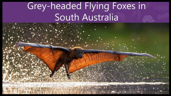 A discussion paper on Grey-headed Flying Foxes in South Australia