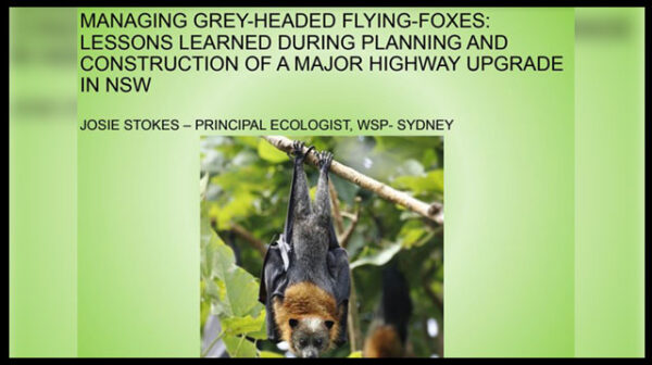 A discussion paper on Managing Grey-headed Flying-foxes:lessons Learned During Planning And Construction Of A Major Highway Upgrade In NSW