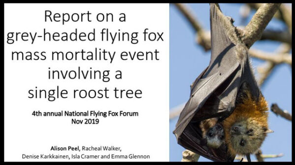 A discussion paper on Report on a grey-headed flying fox mass mortality event involving a single roost tree