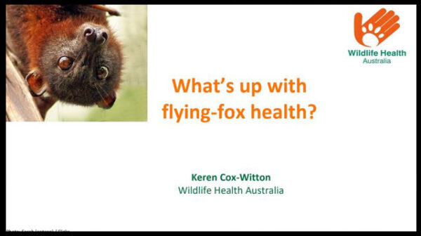 A discussion paper on What’s up with flying-fox health?