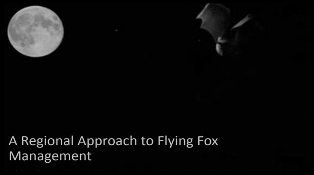 A discussion paper on A Regional Approach to Flying Fox Management