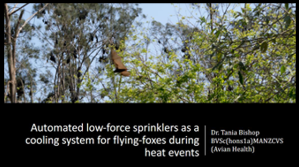 A discussion paper on Automated low-force sprinklers as a cooling system for flying-foxes during heat events