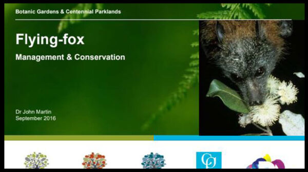 A discussion paper on Flying-fox Management & Conservation