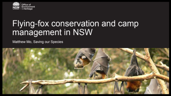 A discussion paper on Flying-fox conservation and camp management in NSW
