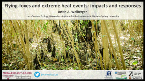 A discussion paper on Flying-foxes and extreme heat events: impacts and responses