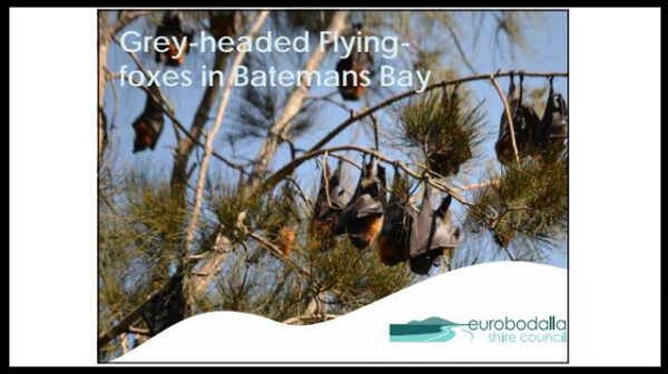 A discussion paper on Grey-headed Flying-foxes in Batemans Bay