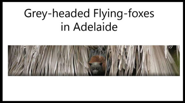 A discussion paper on Grey-headed Flying-foxes in Adelaide