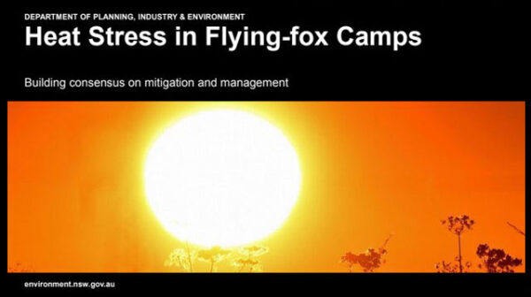 A discussion paper on Heat Stress in Flying-fox Camps