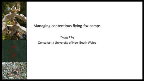A discussion paper on Managing contentious flying‐fox camps