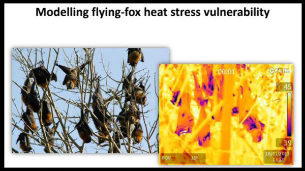 A discussion paper on Modelling flying-fox heat stress vulnerability