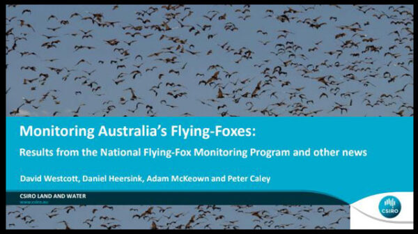 A discussion paper on Monitoring Australia’s Flying‐Foxes: Results from the National Flying‐Fox Monitoring Program and other news