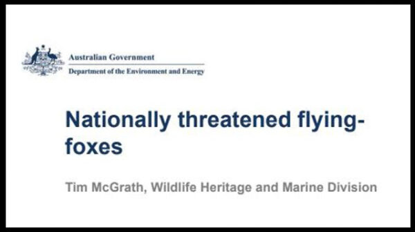 A discussion paper on Nationally threatened flying-foxes