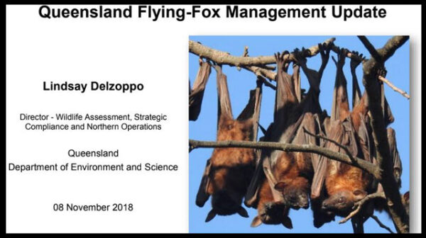 A discussion paper on Queensland Flying-Fox Management Update