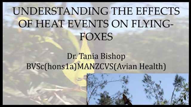 A discussion paper on Understanding The Effects Of Heat Events On Flying-Foxes